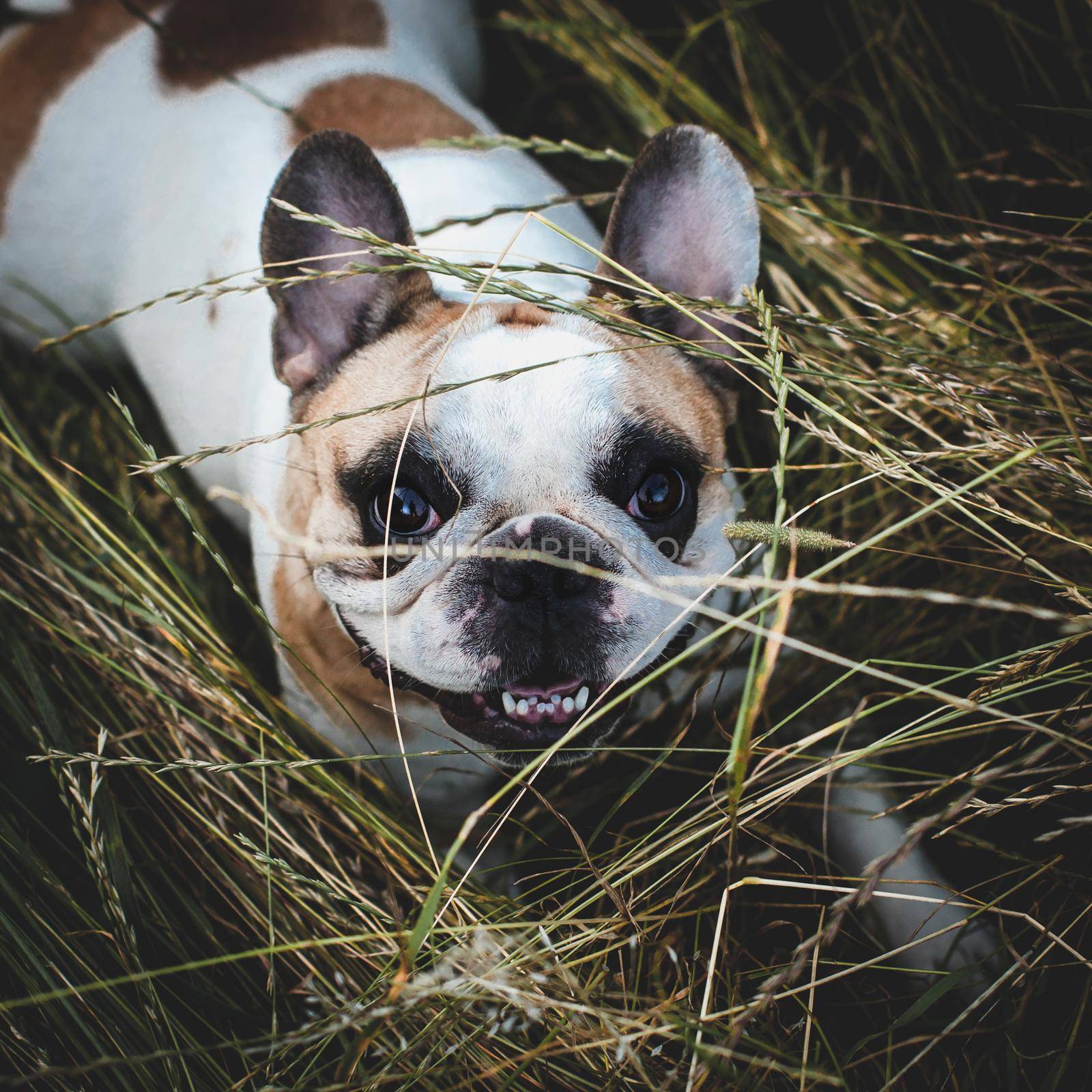 French bulldog in a meadow on a sunny summer clear day by RosaJay