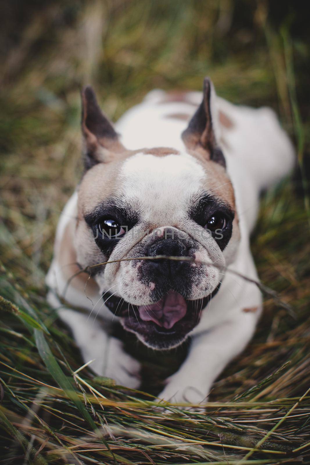 Amazing white French bulldog with spots in a meadow on a sunny summer clear day