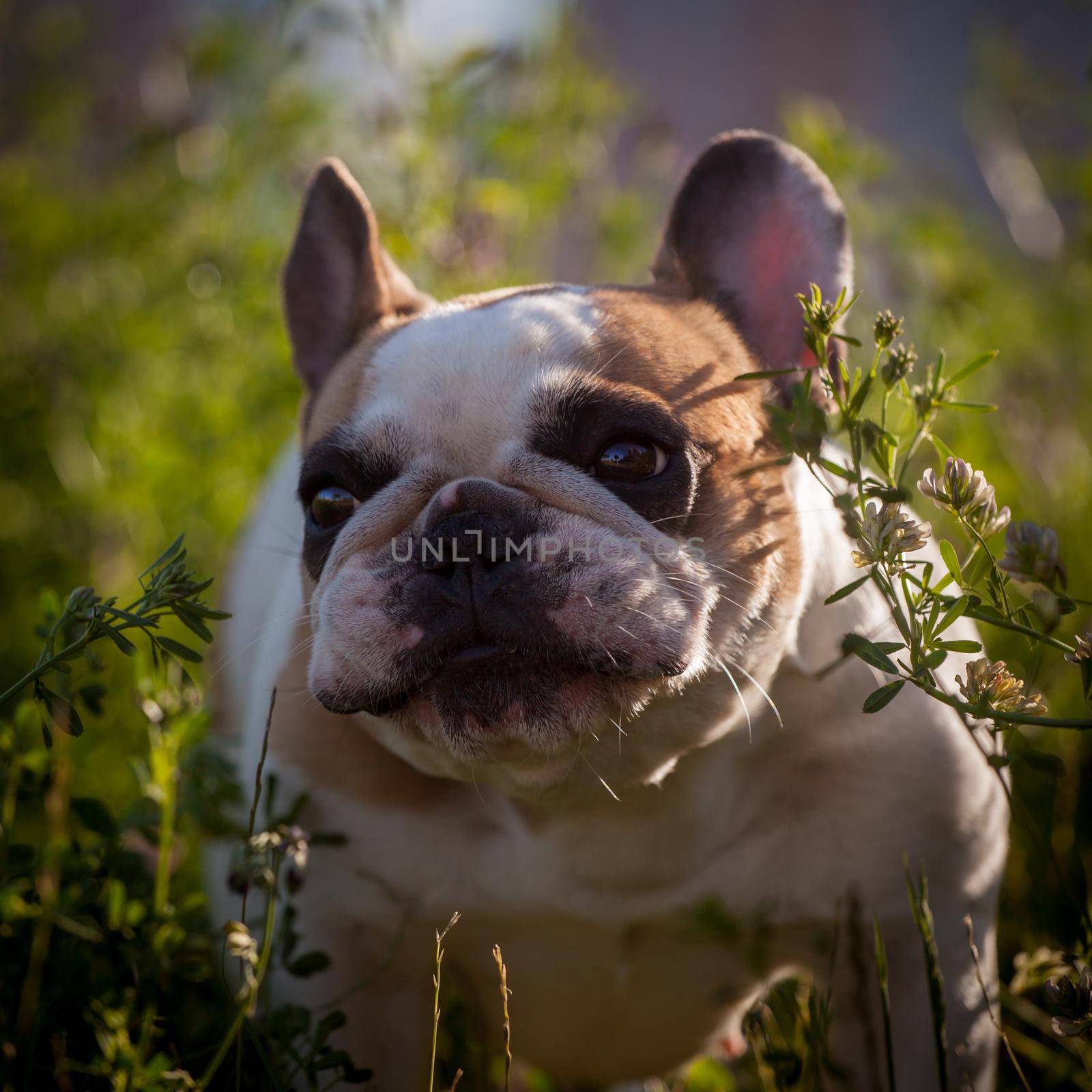 French bulldog in a meadow on a sunny summer clear day by RosaJay