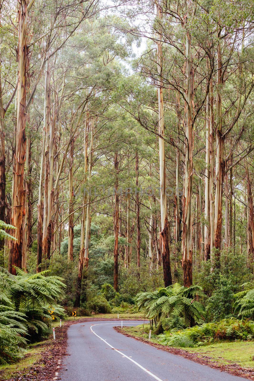 The lush ferny surroundings on a cold misty day along Donna Buang Rd near Warburton in Victoria, Australia