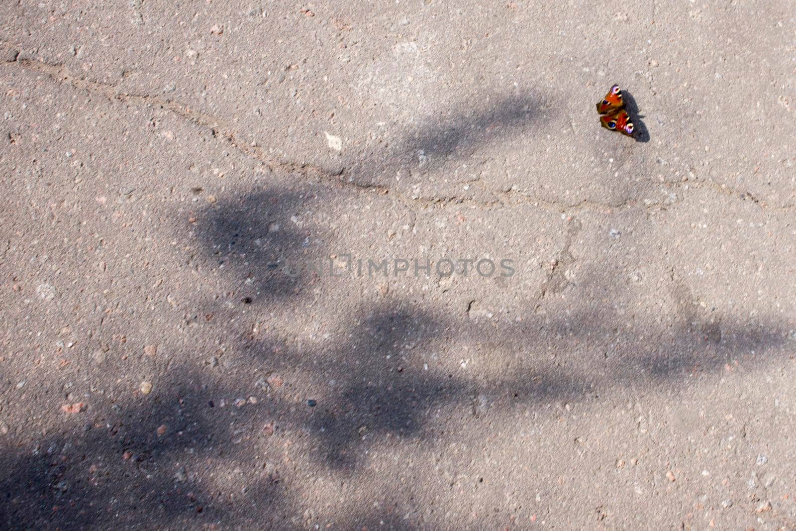 Aglais io European peacock, peacock butterfly sitting with wide open wings on the gray asphalt ground with copyspace