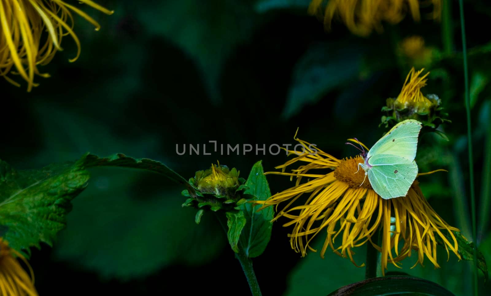 Common brimstone butterfly on a yellow flower, closed wings, side view. Yellow, white butterfly. gonepteryx rhamni collects nectar from a large yellow elecampane flower. High quality photo