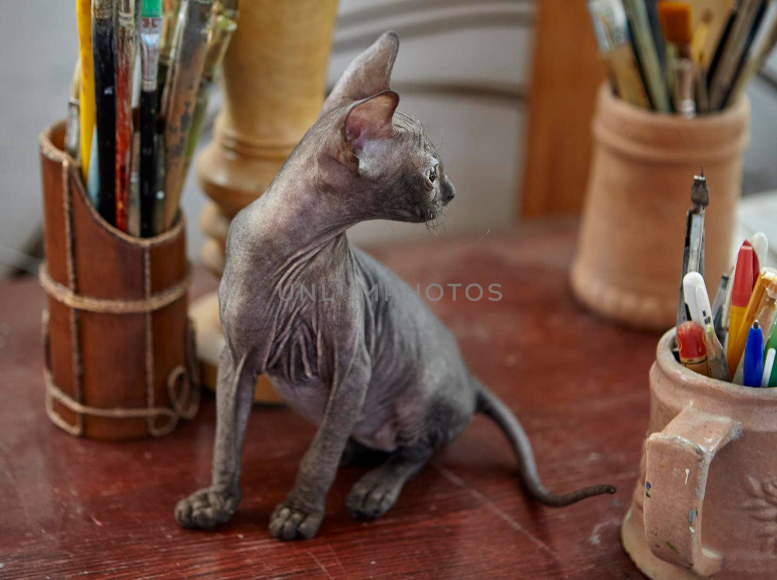 Charming gray Sphynx kitten roams on the table of the art workshop. Baby animal.