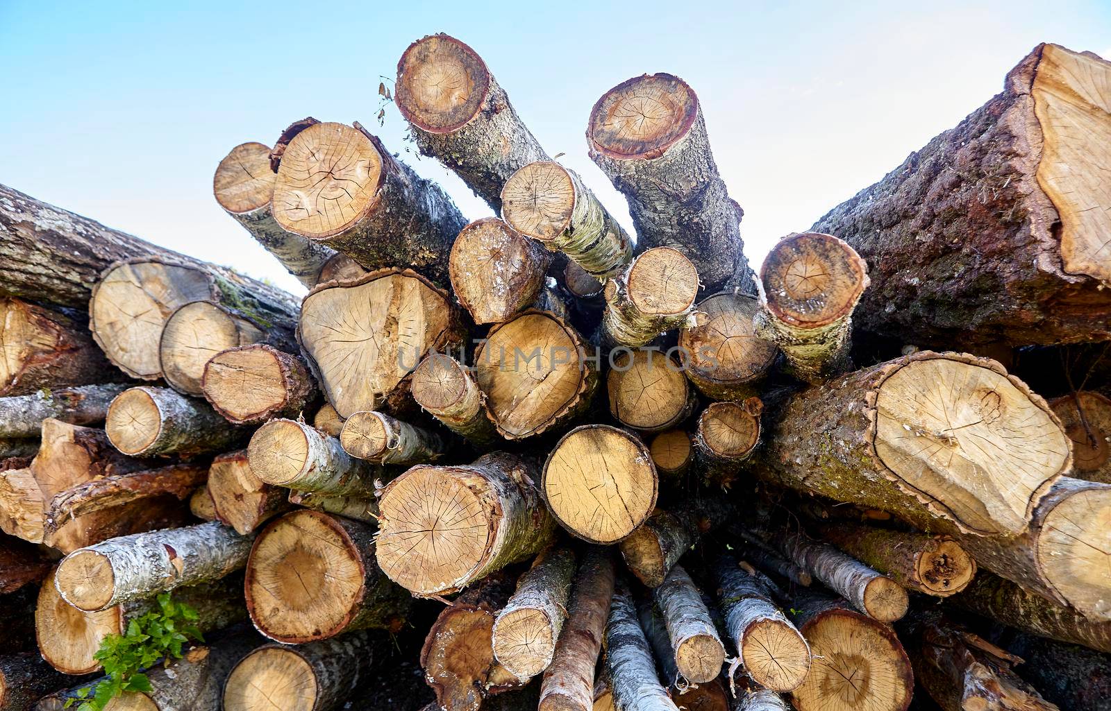 birch logs. a lot of firewood, fallen trees, a lot of logs are lying on the ground in the nature of a sawmill. Sectional view.