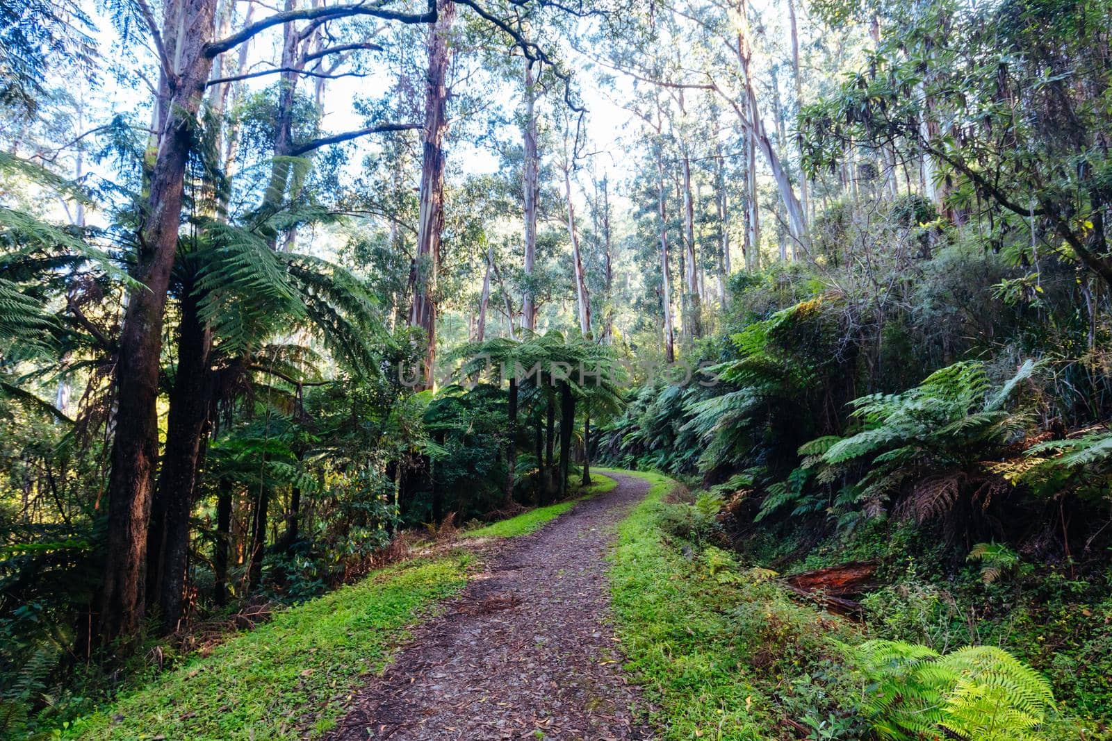 The popular O'Shannassy Aqueduct Trail for bikers and hikers on a cool autumn morning near Warburton in Victoria, Australia