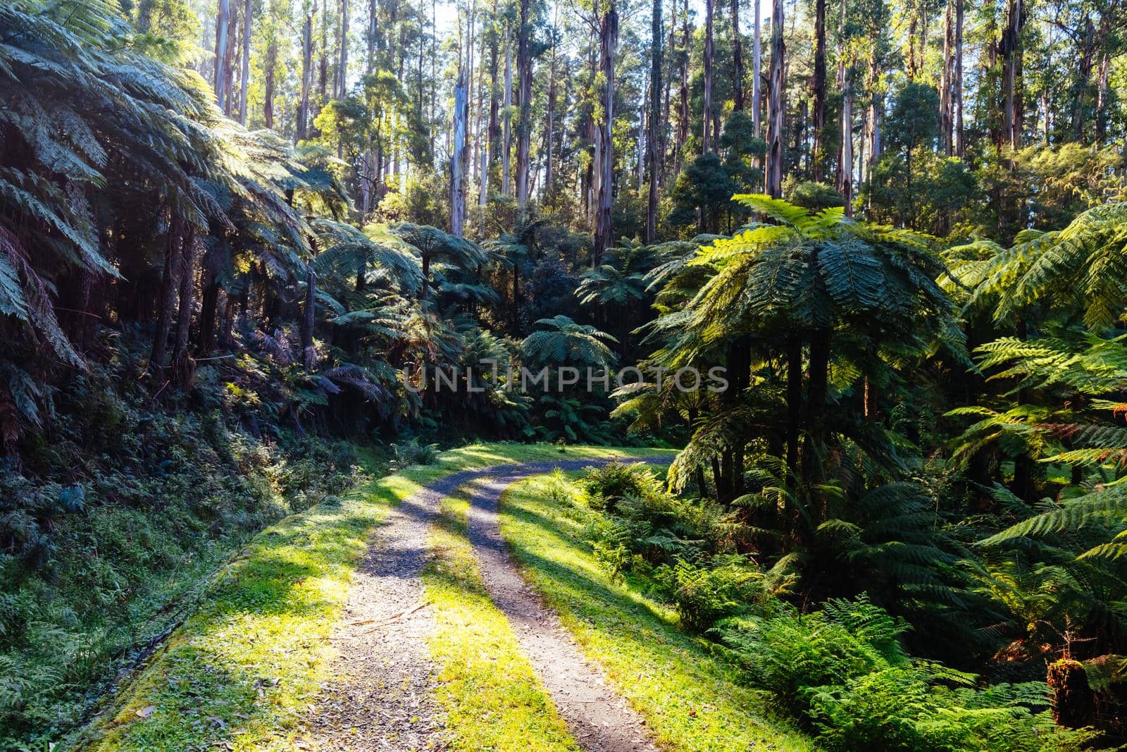 The popular O'Shannassy Aqueduct Trail for bikers and hikers on a cool autumn morning near Warburton in Victoria, Australia