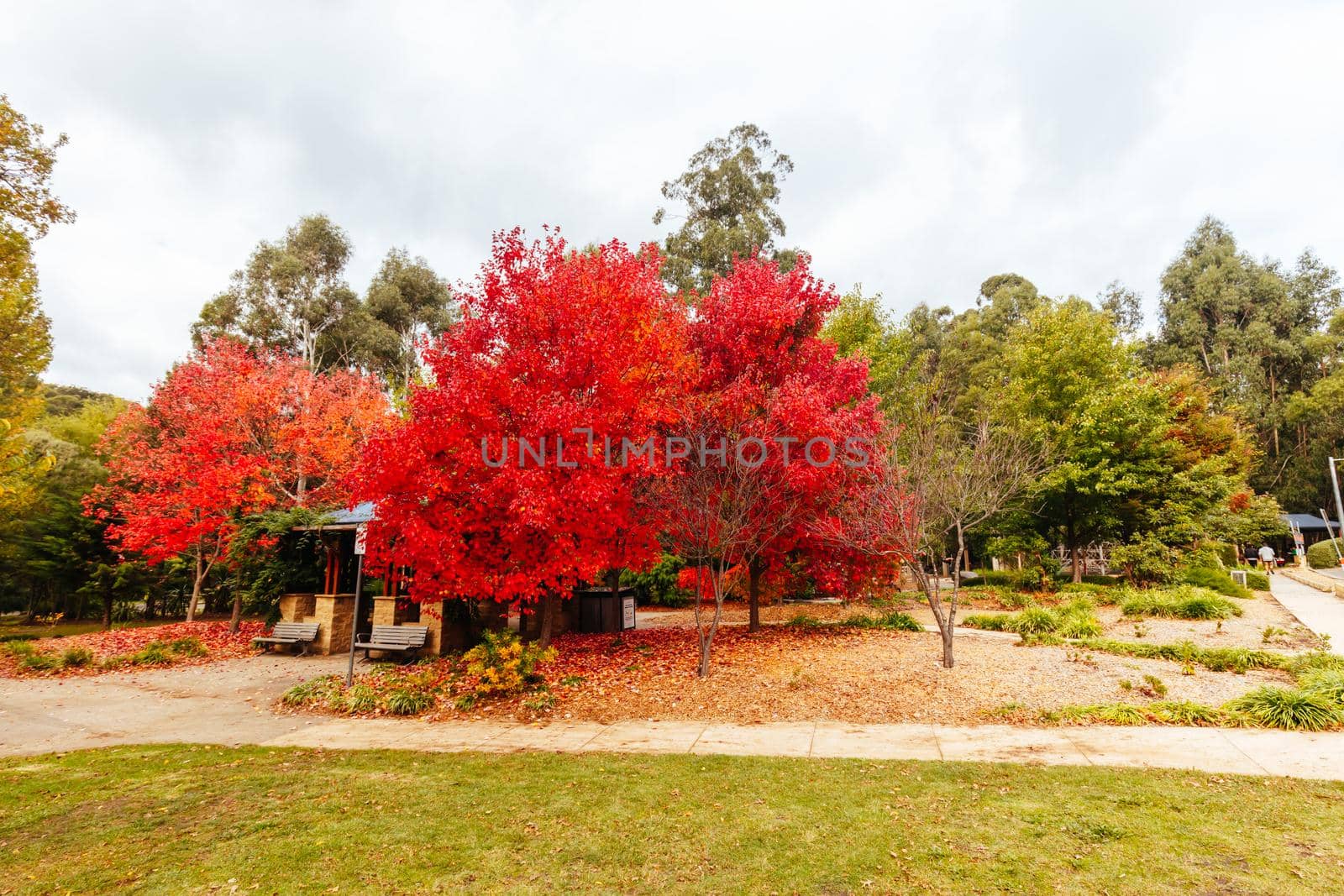 Marysville, Australia - May 16 2020: The quaint tourist country town of Marysville on an autumn afternoon in Victoria, Australia