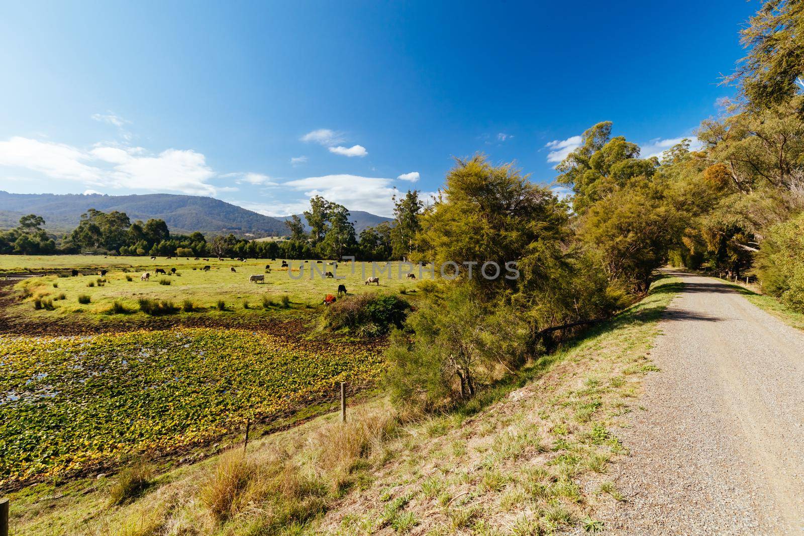The popular Lilydale to Warburton Rail Trail in Mt Evelyn on a warm autumn day in Victoria, Australia