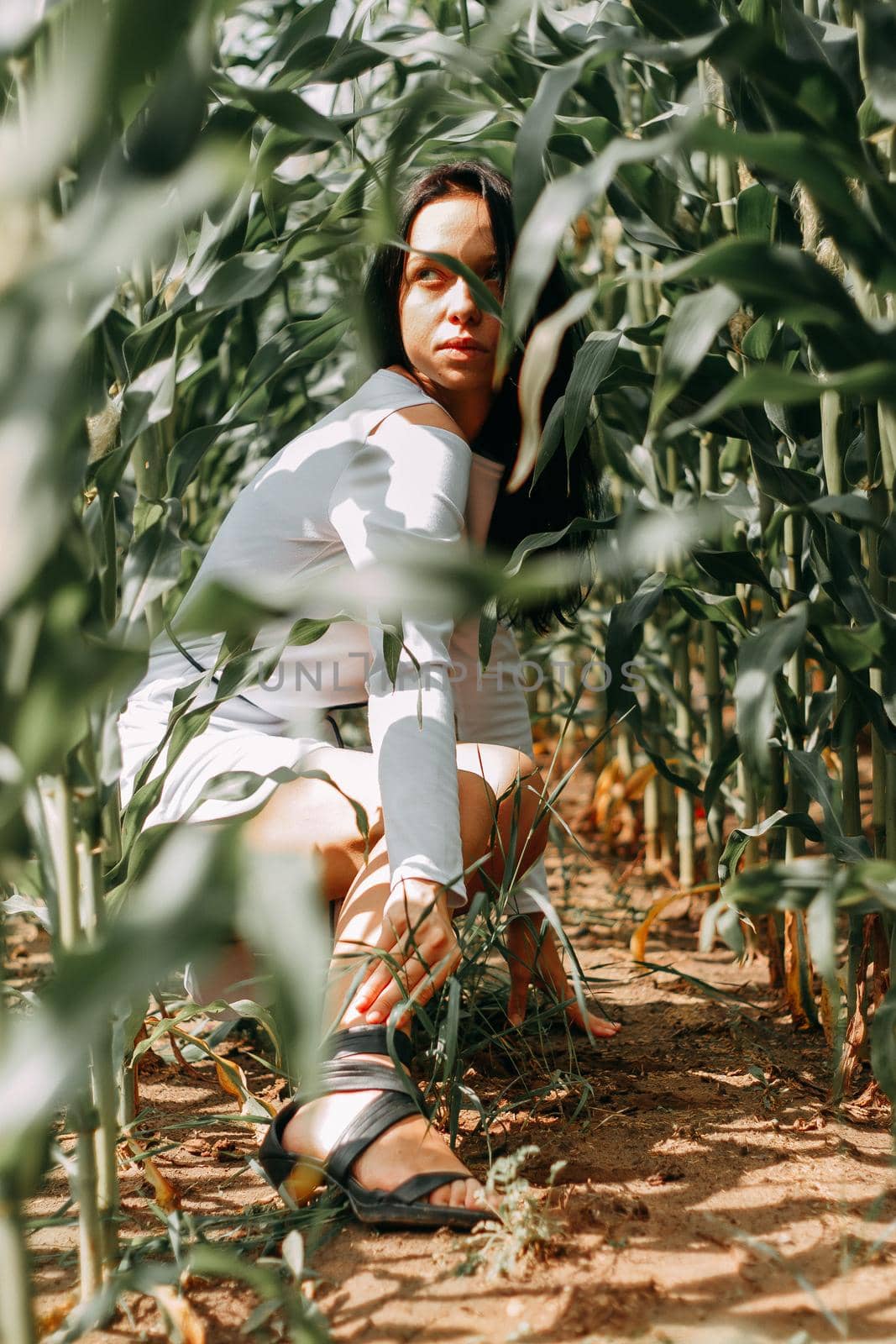 A brunette girl in a white dress in a cornfield. The concept of harvesting.