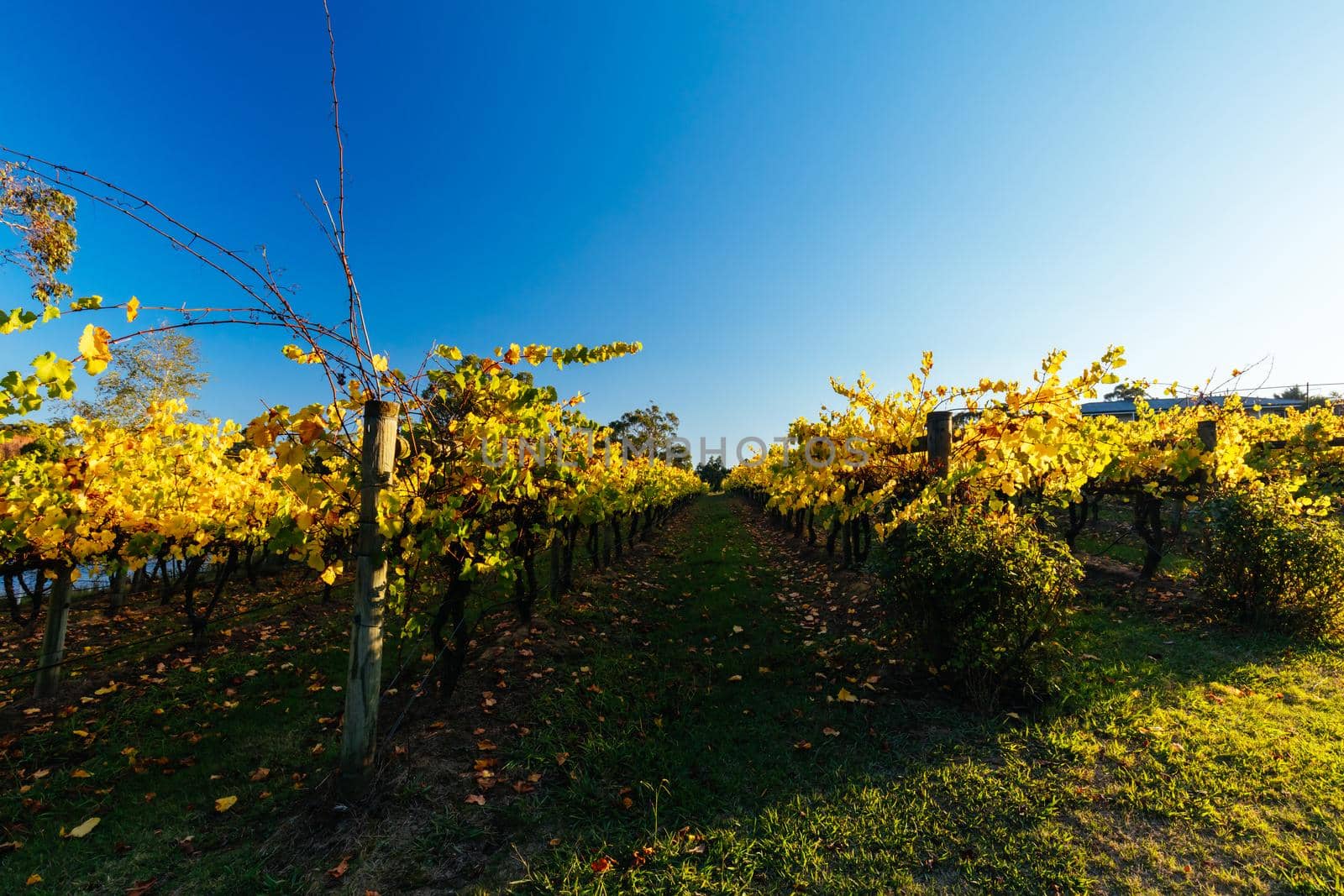 The sun sets over recently a vineyard in Seville, Yarra Valley, Victoria, Australia