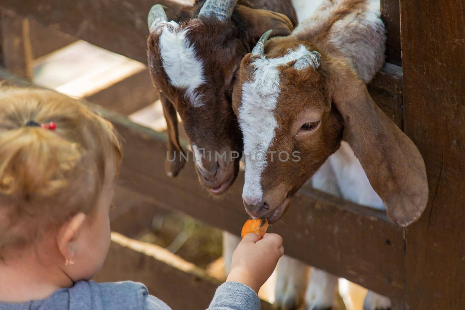 A child feeds a goat on a farm. Selective focus. Kid.