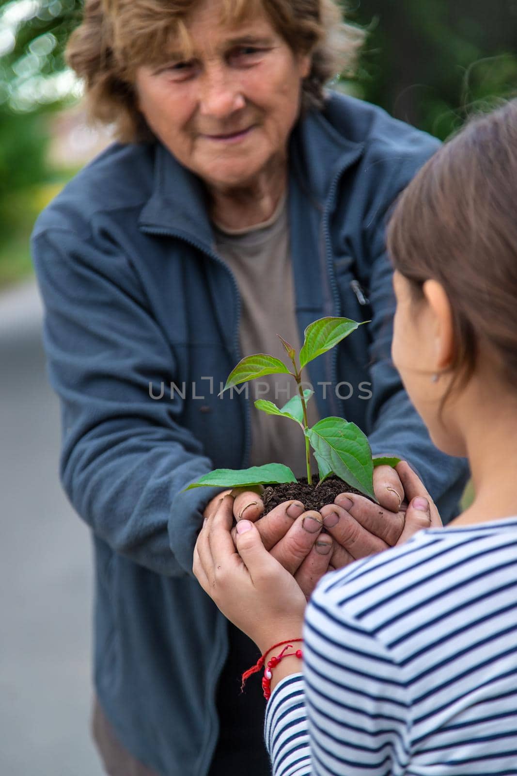 The child and grandmother are planting a tree. Selective focus. Kid.