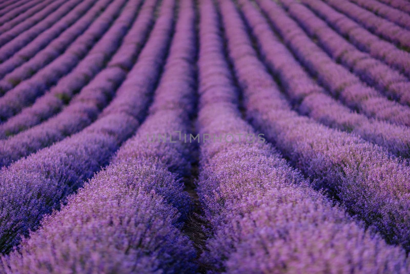 Lavender flower blooms fragrant fields in endless rows.