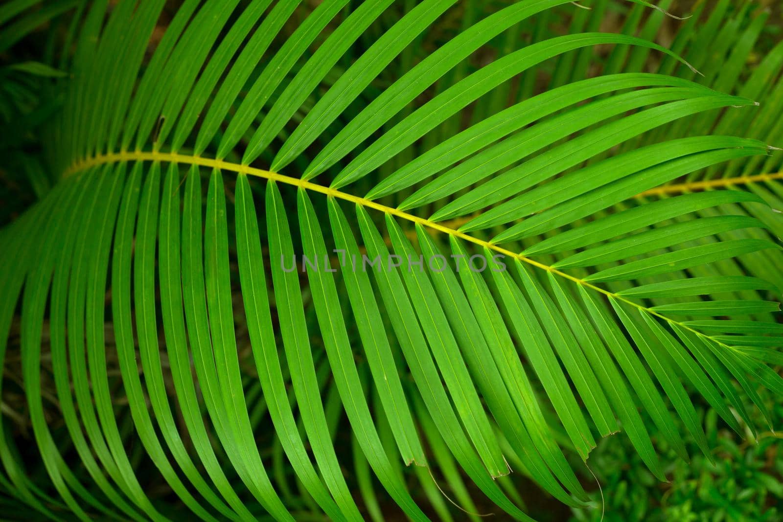 Tropical green palm closeup leaf background. by AnaBabii