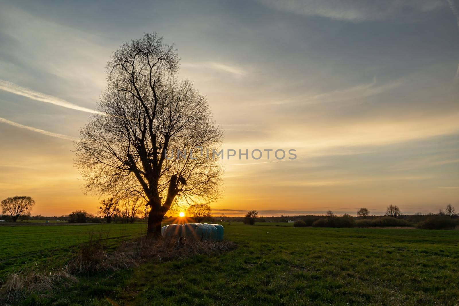 Sunset over a meadow with an abstract tree, spring evening