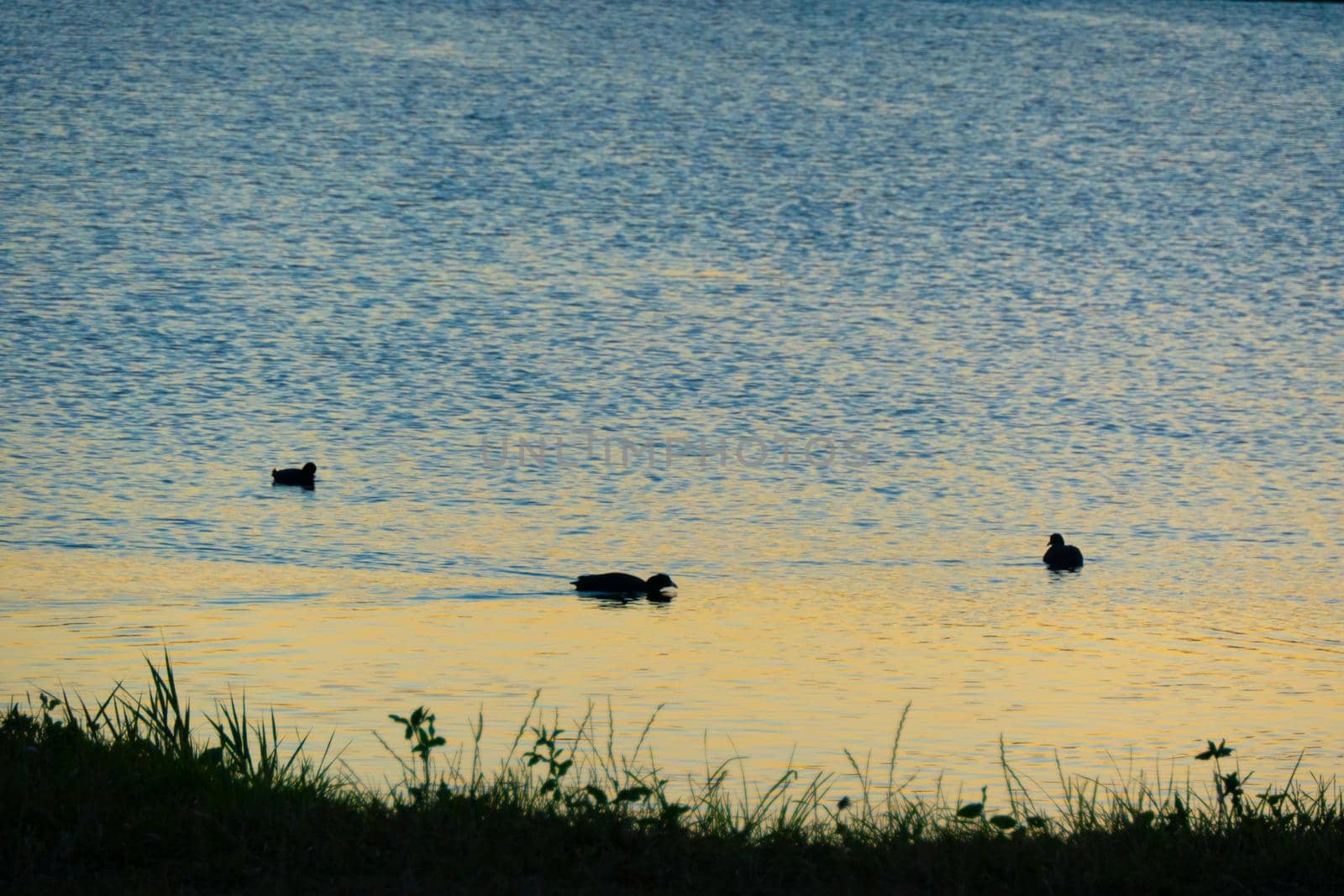 Duck silhouette in golden sunset. High quality photo