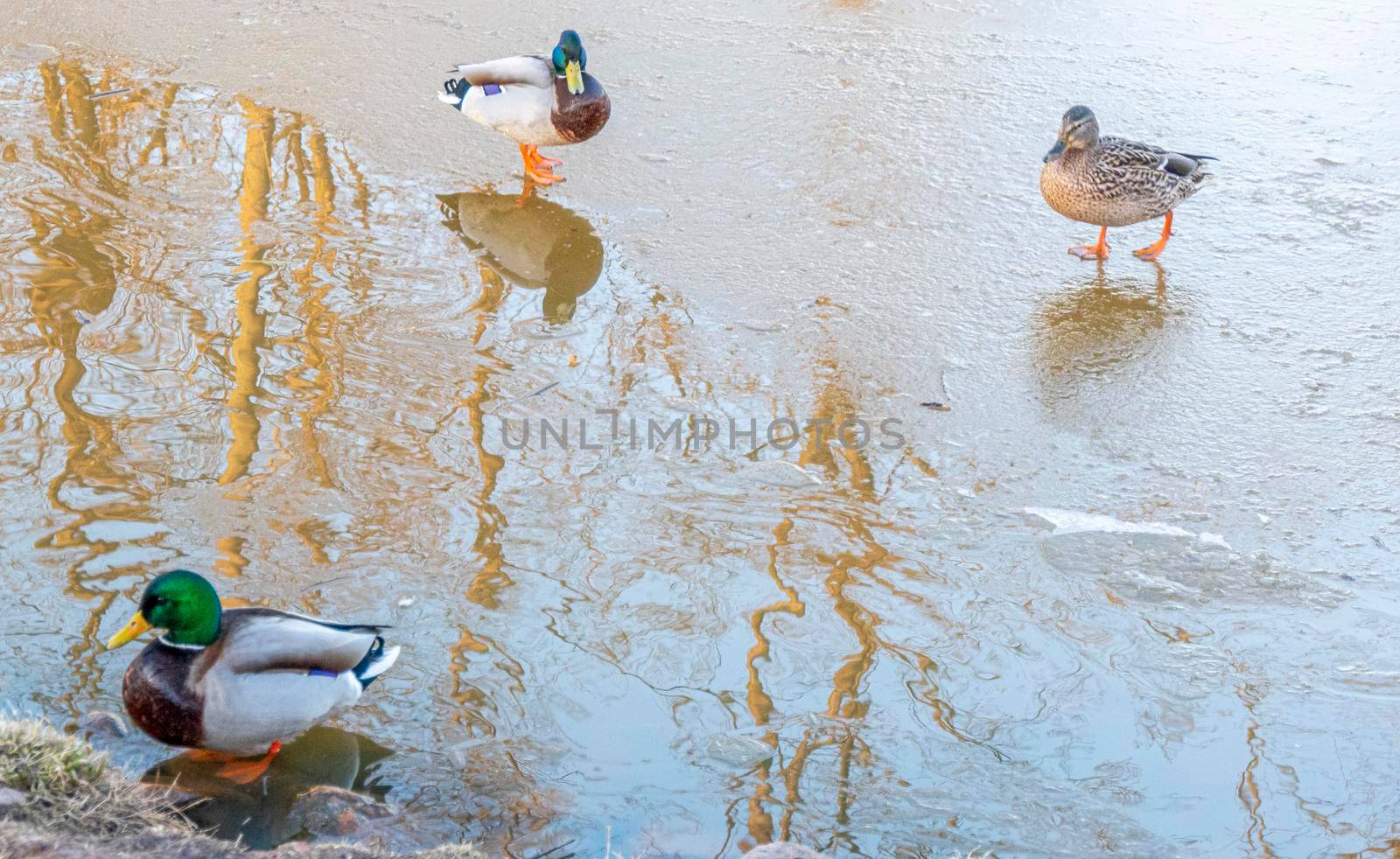 A duck for the winter. They're sitting in the ice. Copy space for text. Wild life of animals near people