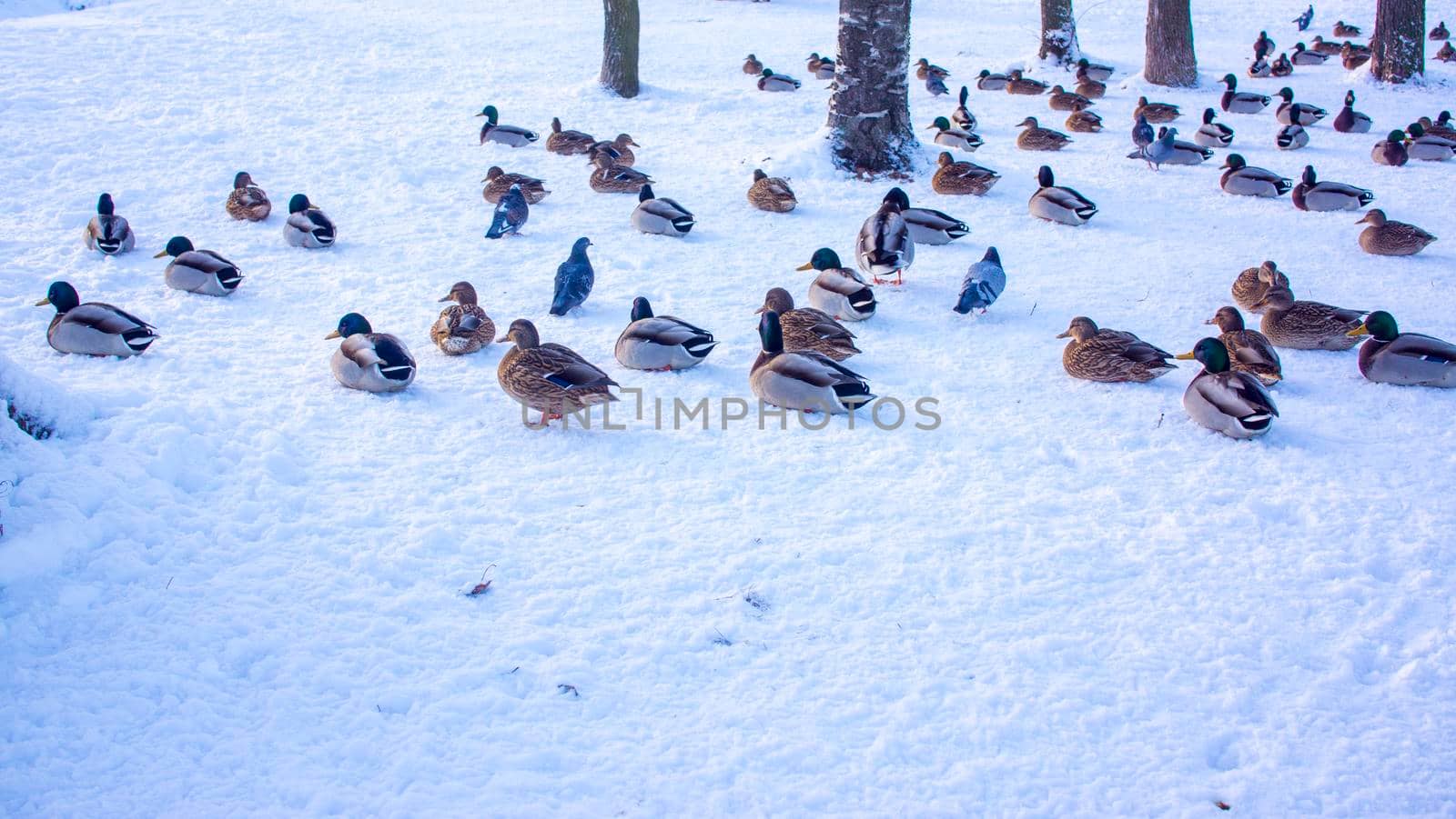 A group of ducks - common mallard - are landing on the lake during a sunny day in winter. The pond is partly frozen.