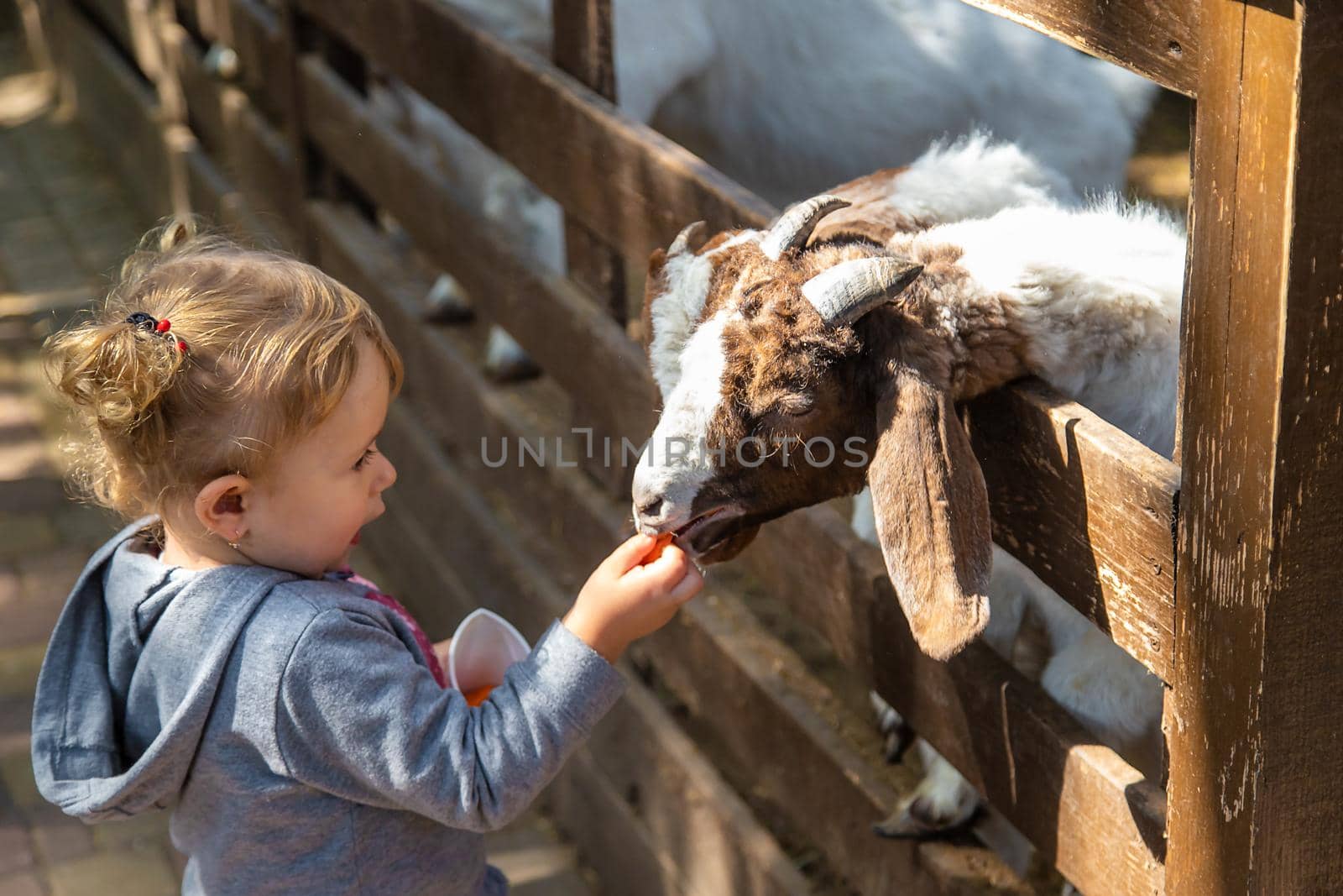 A child feeds a goat on a farm. Selective focus. Kid.