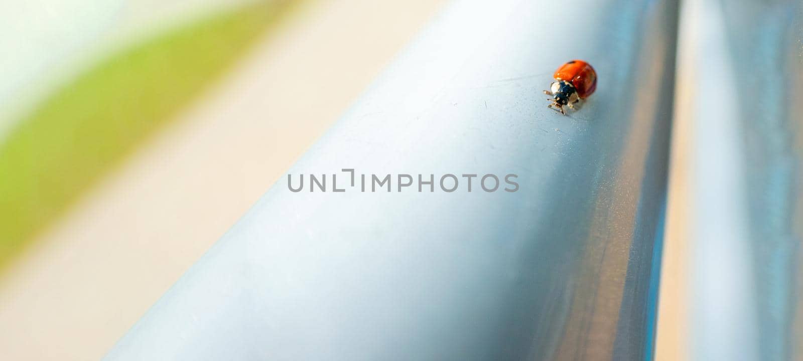 ladybug on a silver and beige iridescent delicate pearl background with a perspective movement of stripes Ideal for banner. Luck concept. High quality photo