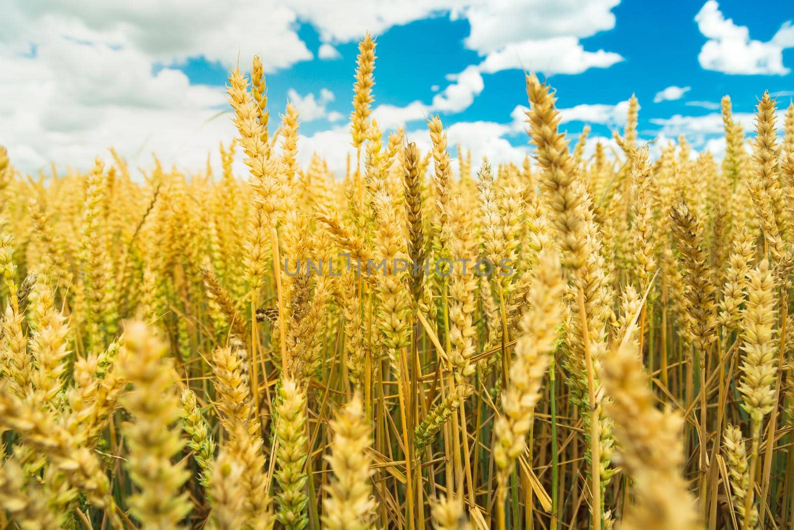 Wheat ears in the field and white clouds in the blue sky, summer rural view