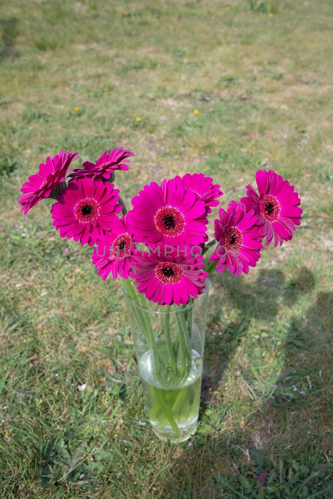 Bouquet of purple gerberas, close angle, spring mood, flower background, mother's day gift, dew drops on bud petals, tactile, visual enjoyment. High quality photo
