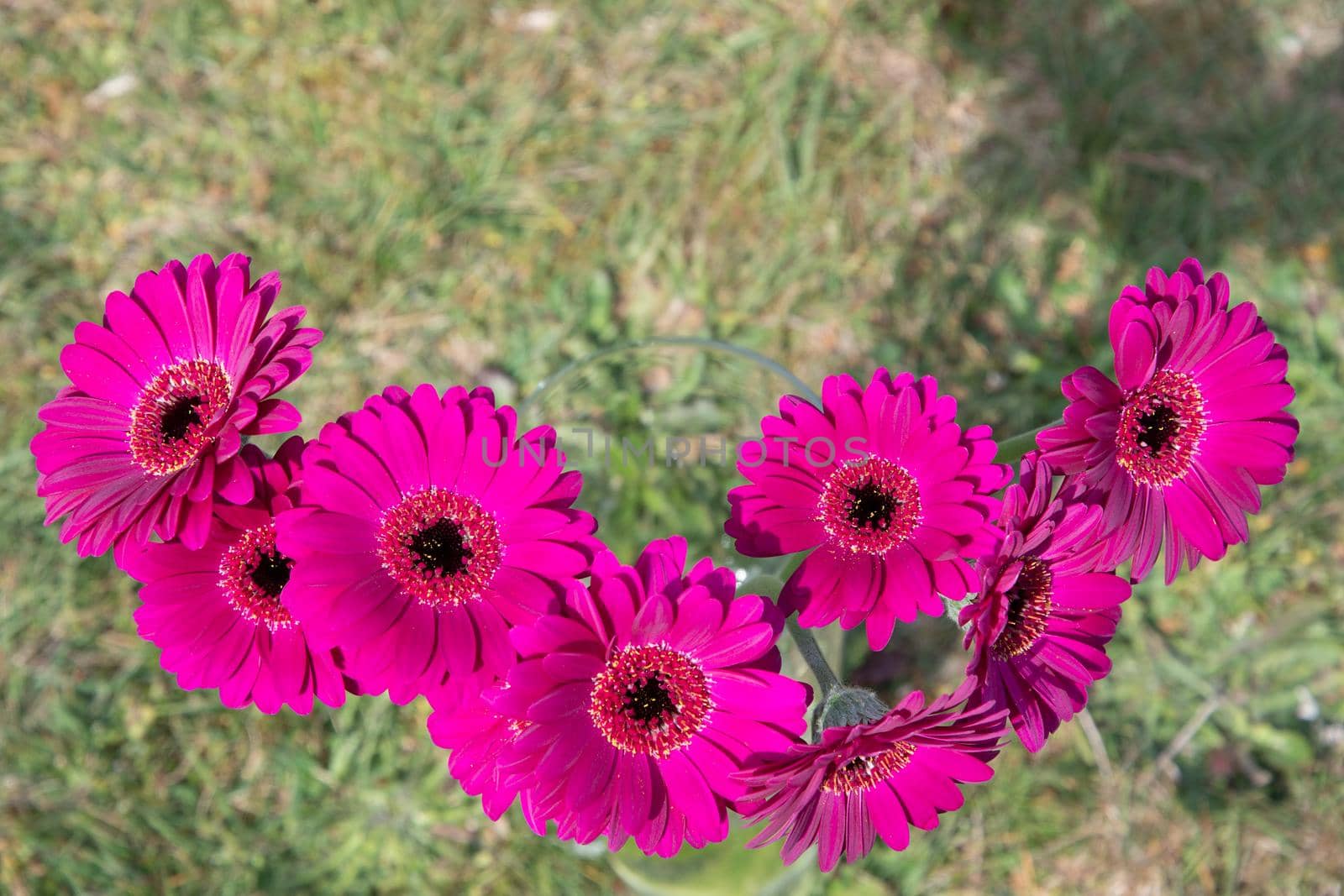 Bouquet of purple gerberas, close angle, spring mood, flower background, mother's day gift, dew drops on bud petals, tactile, visual enjoyment. High quality photo