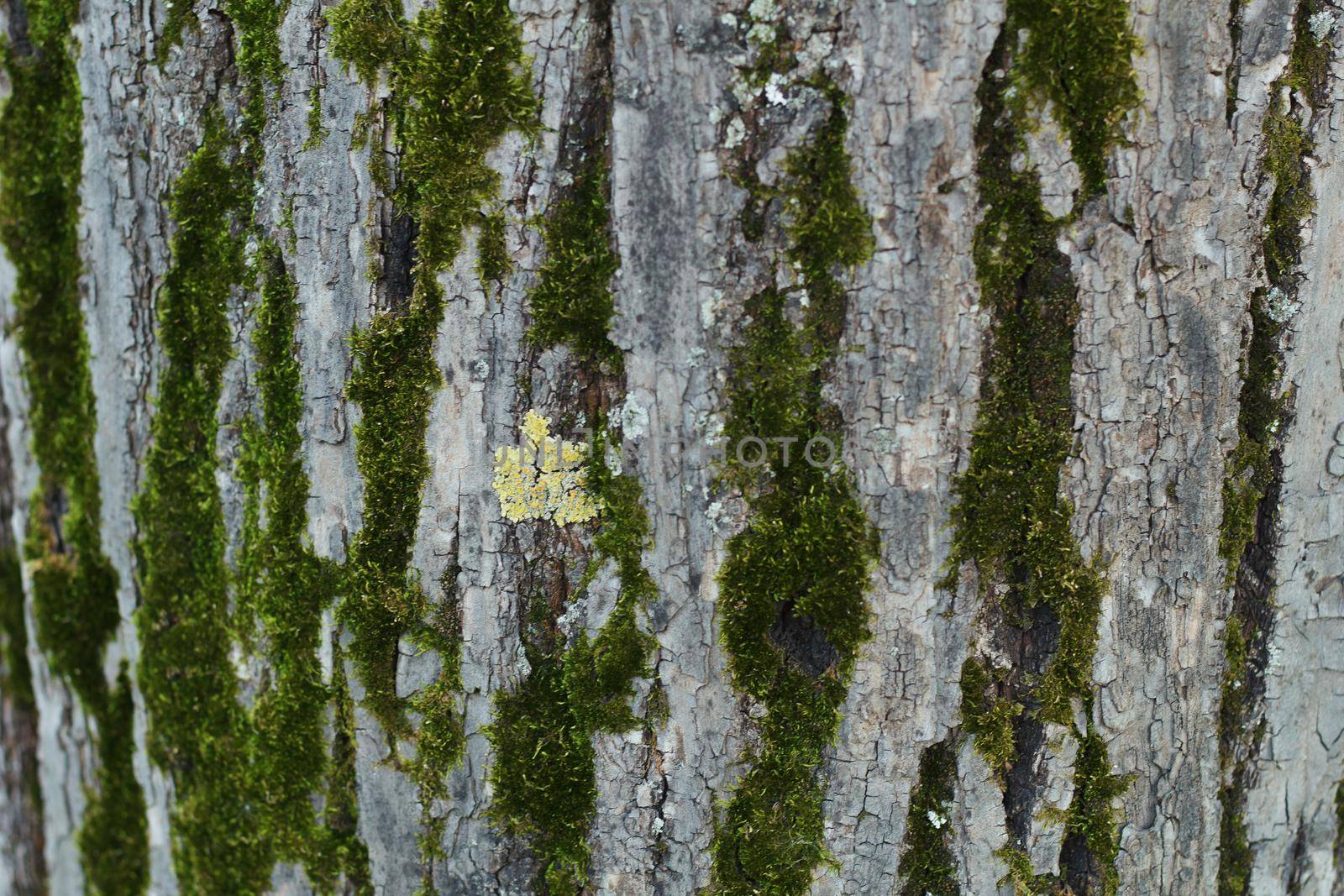 Tree bark with moss.Seamless texture. by lara29