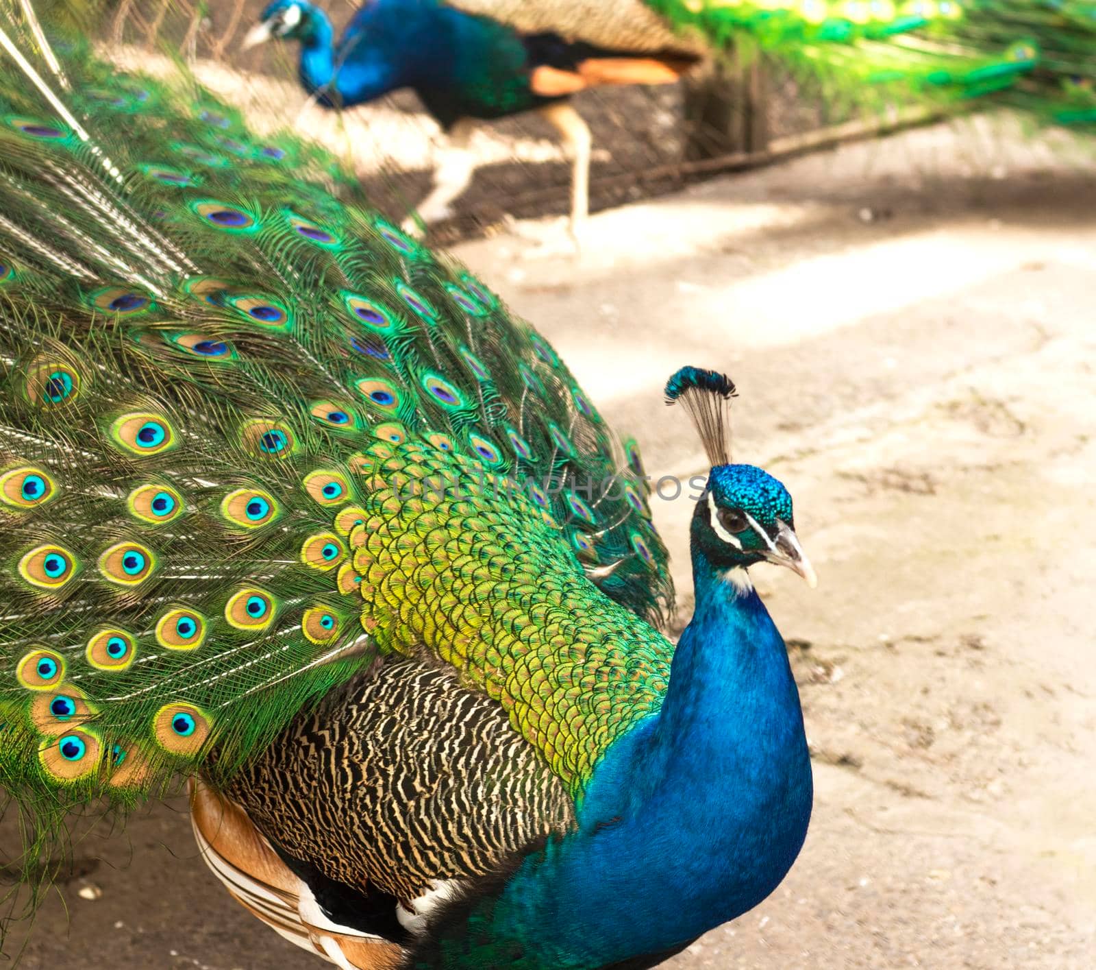 selective focus. Male indian peacock showing its tail. An open tail with bright feathers. Portrait of a male peacock with bright multi-colored plumage. Bright bird color.