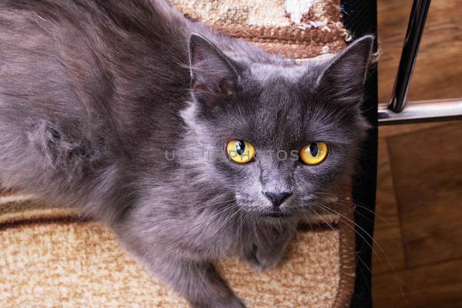 A cat lies on a computer chair close up