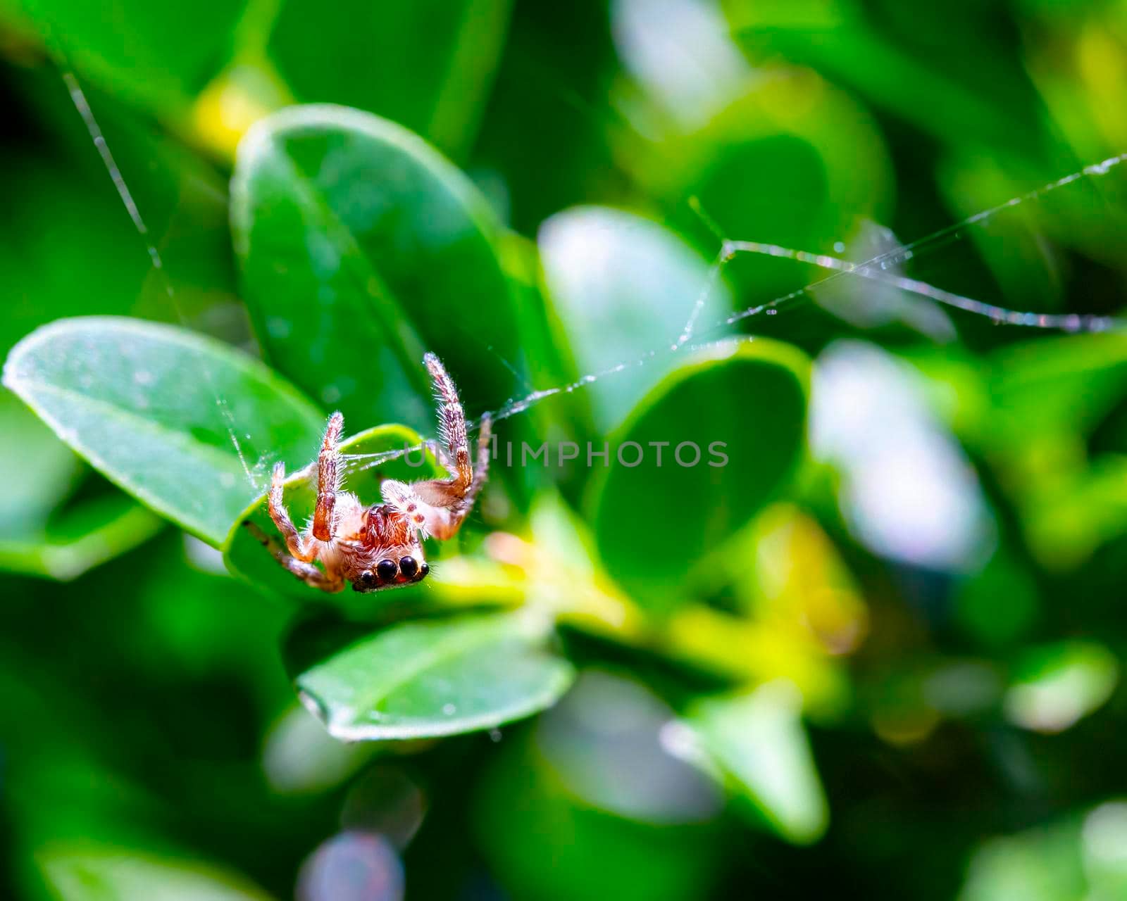 Eight-eyed Jumping Spider Hanging on Web by CharlieFloyd