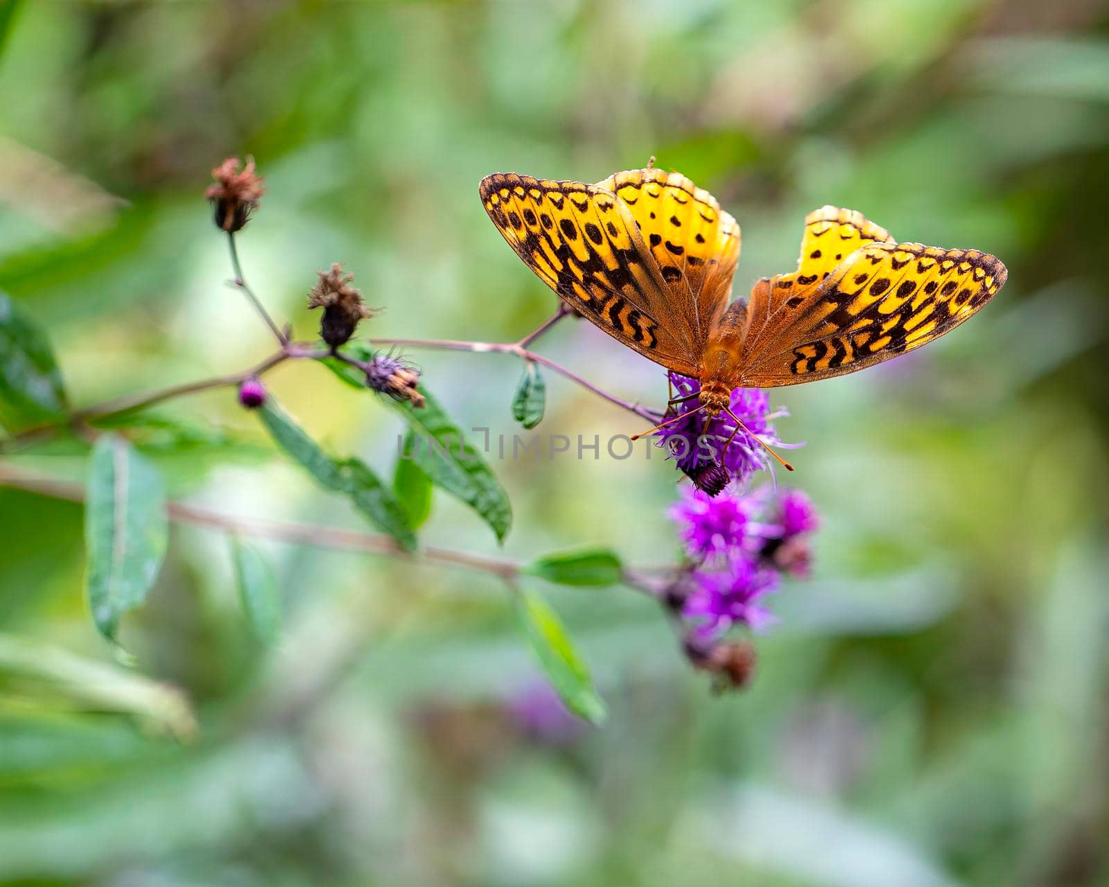 Great Spangled Fritillary butterfly foraging for nectar.
