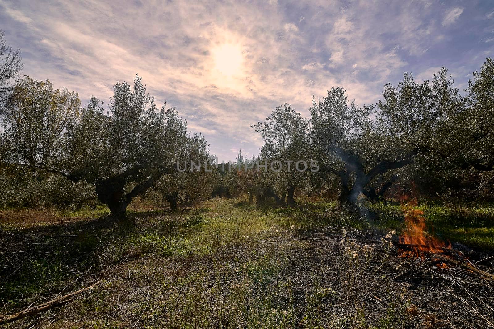 Field of centenary olive trees ready for harvesting. Traditional Mediterranean agriculture. Blue sky