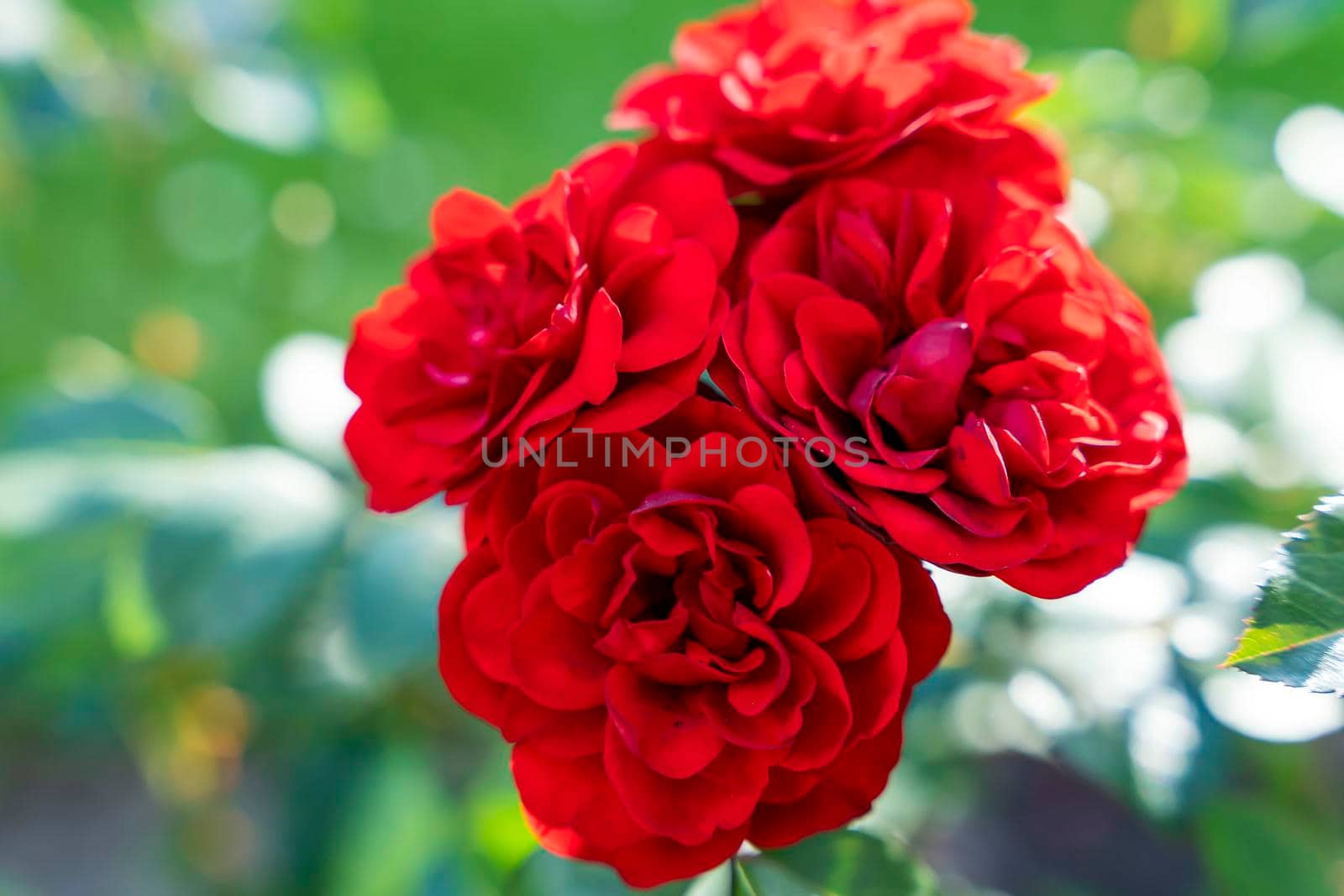 A Red Rose Bush. lots of red rosebuds close-up. The concept of gardening, floristry, landscape design