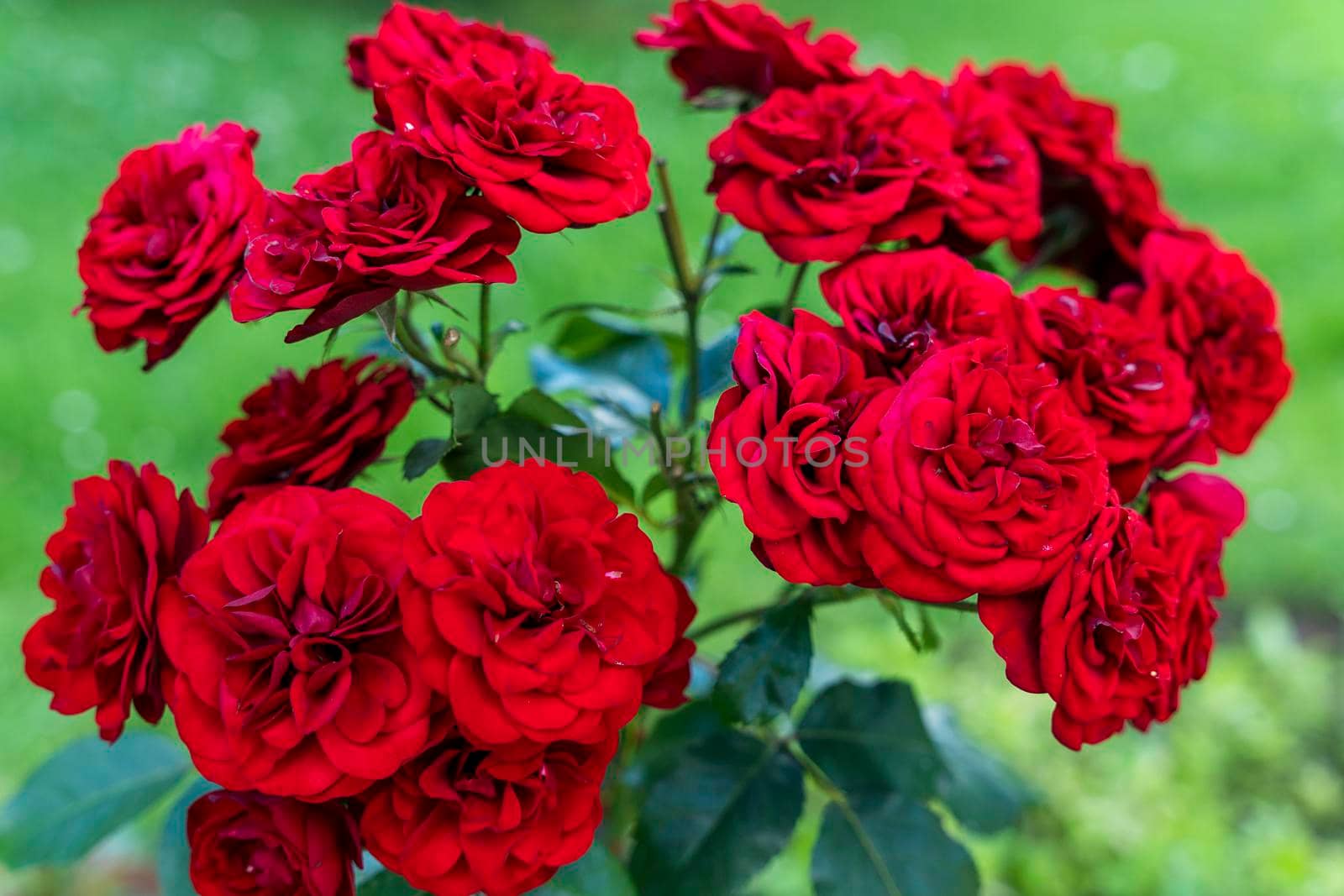 Red Rose Bush. lots of red rosebuds close-up. The concept of gardening by audiznam2609