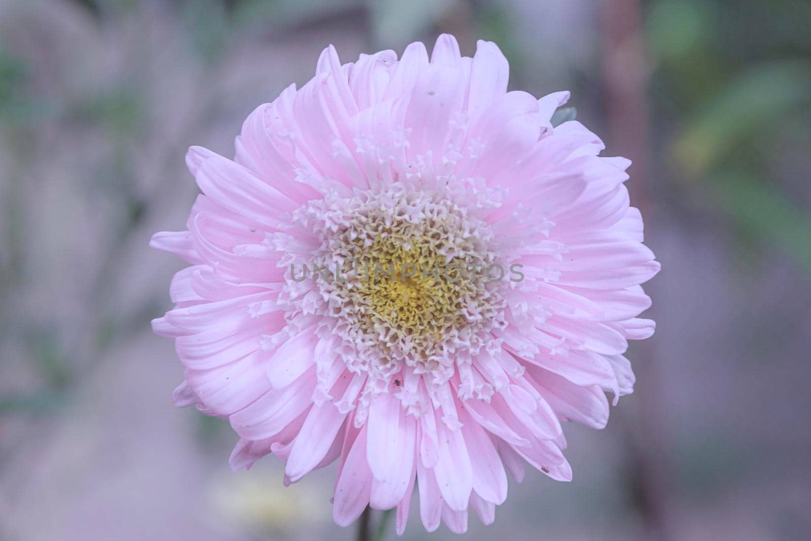 Gently pink colors of flower of aster Callistephus chinensis. Close up