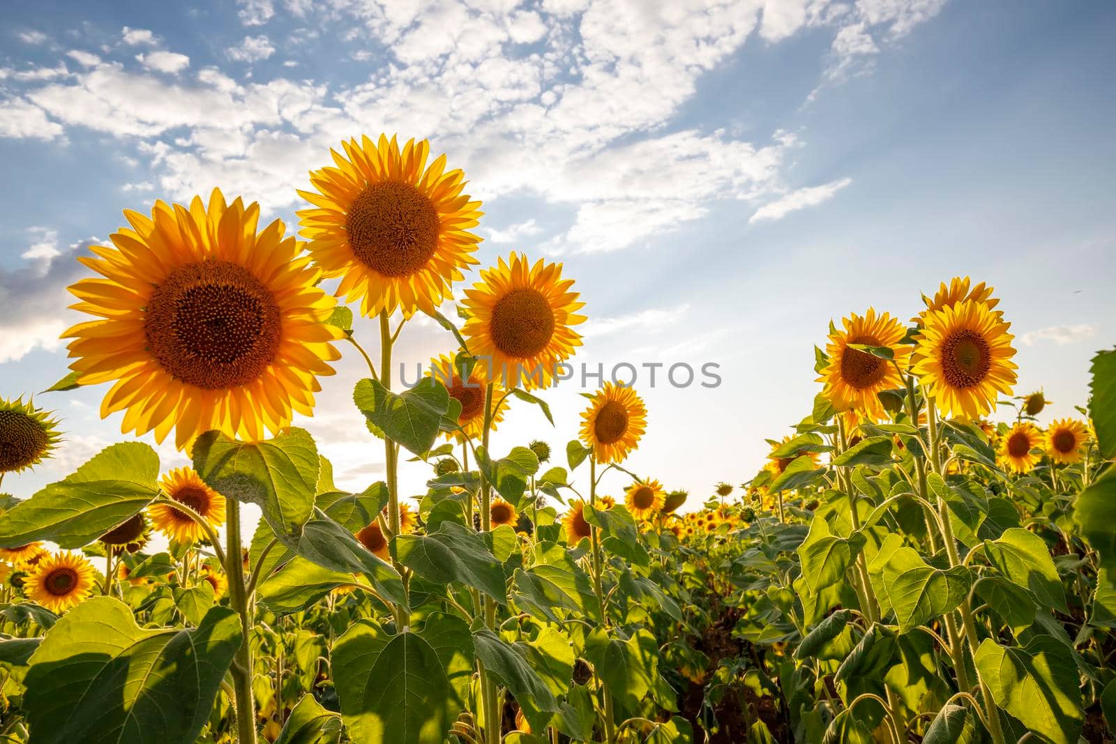 Sunflower flowers against the blue sky. Back light
