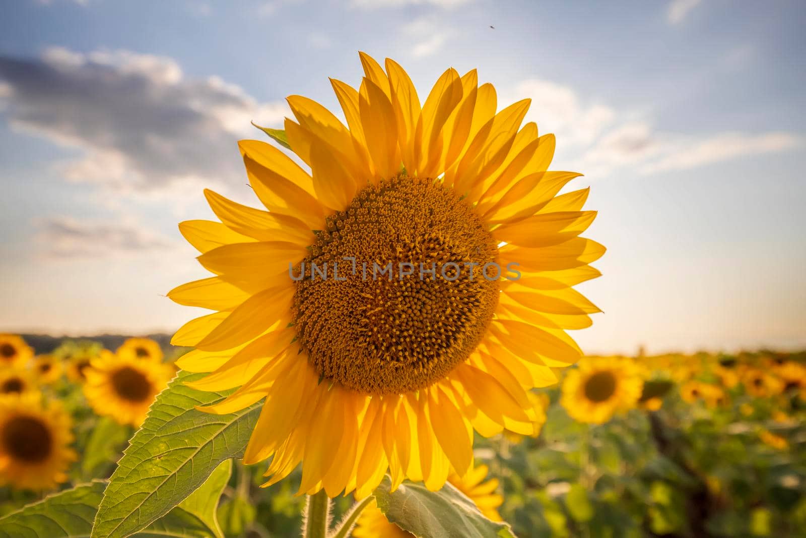 Big sunflower flower against the blue sky. Big sunflower close up.
