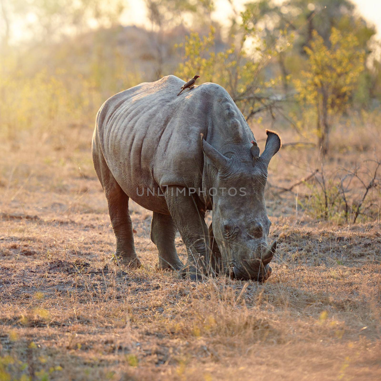 Youve gotta eat your greens if you wanna be big and strong. Full length shot of a rhinoceros in the wild. by YuriArcurs