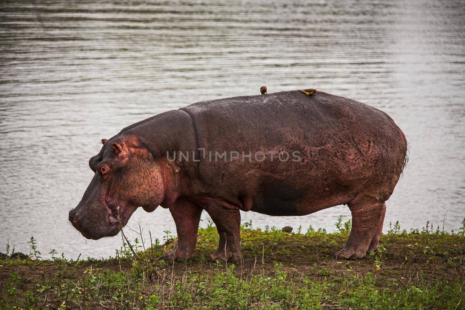 Grazing Hippo (Hippopotamus amphibius) 15114 by kobus_peche