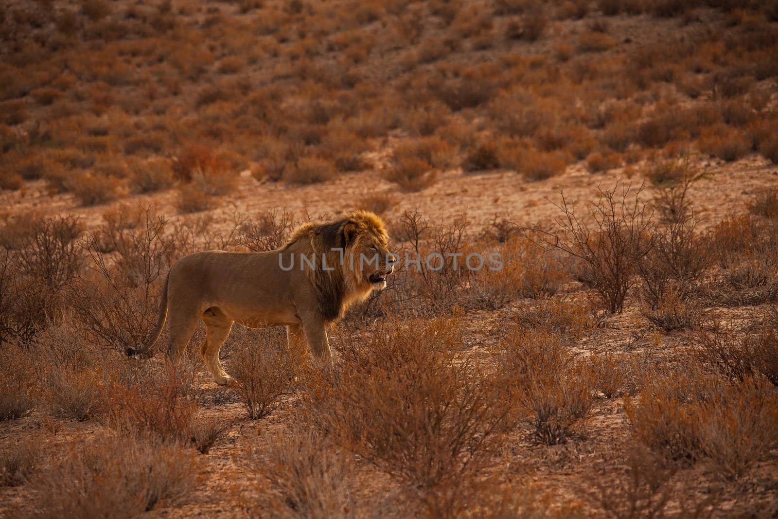 Kalahari Lion (Panthera leo) 5218 by kobus_peche