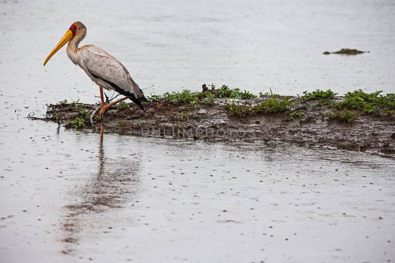 A lone Yellow-billed Stork (Mycteria ibis) hinting in the rain in Kruger National Park South Africa