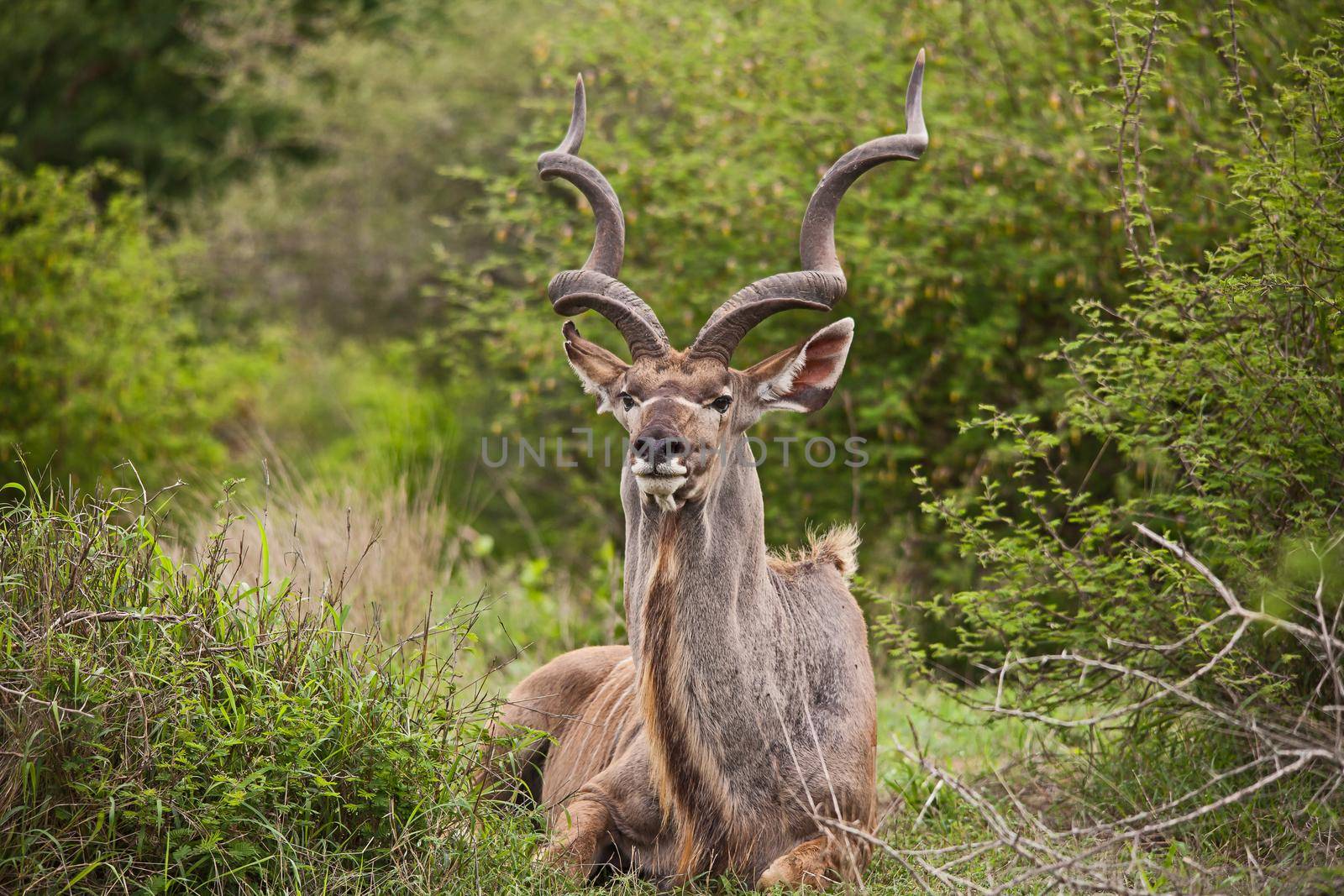 Greater Kudu (Tragelapus strepsiceros) bull 15208 by kobus_peche