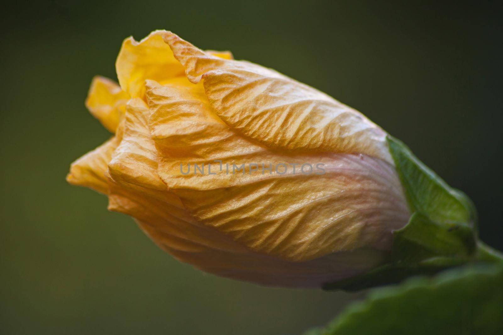 Bud of a yellow Hibiscus flower