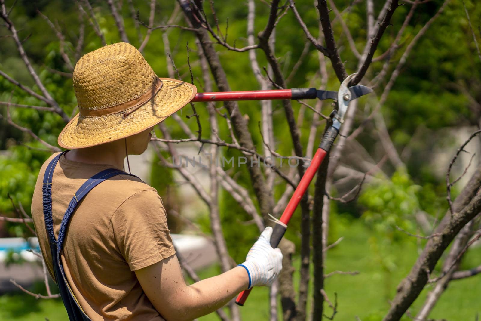 A young man in a straw hat and hands in gloves is cutting tree branches in his garden with a big secateur. A professional gardener is cutting a tree with a pruner