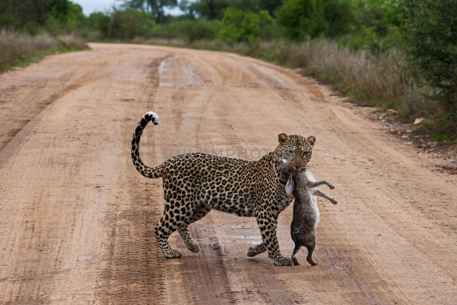 Young female Leopard (Panthera pardus) with her Scrub Hare (Lepus saxatilis) prey crossing a road in Kruger National Park South Africa