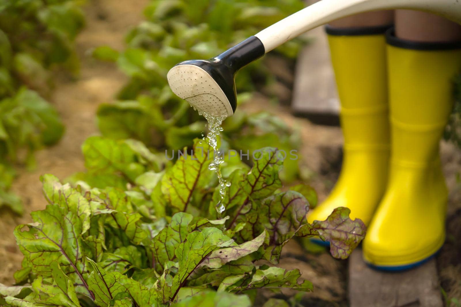 A young girl with gloves and rubber boots is going to water plants in her beautiful summer garden. A professional woman gardener with a watering can is irrigating her lawn and flowers.