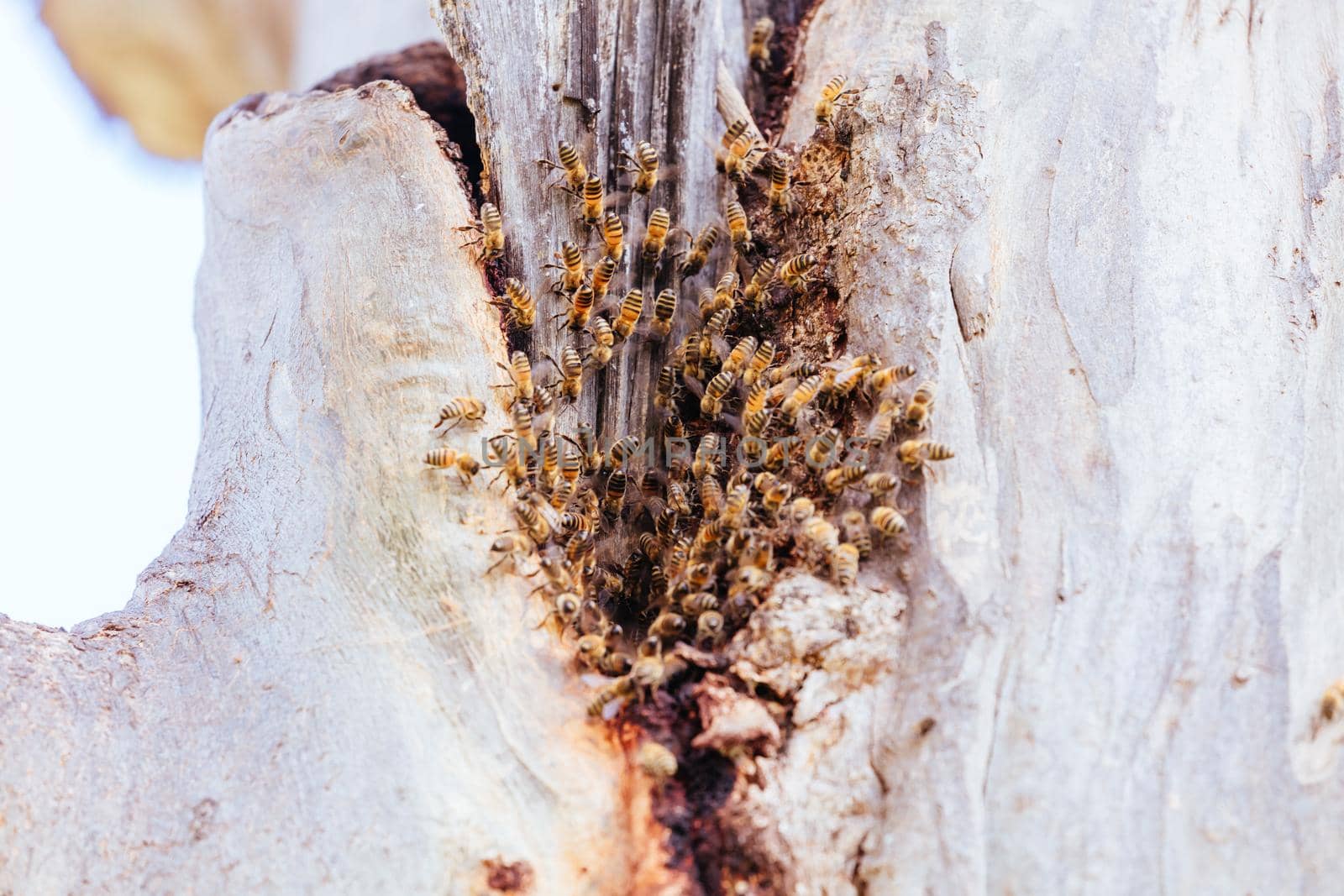 A swarm of bees leave their nest and form a nest around a tree in Australia