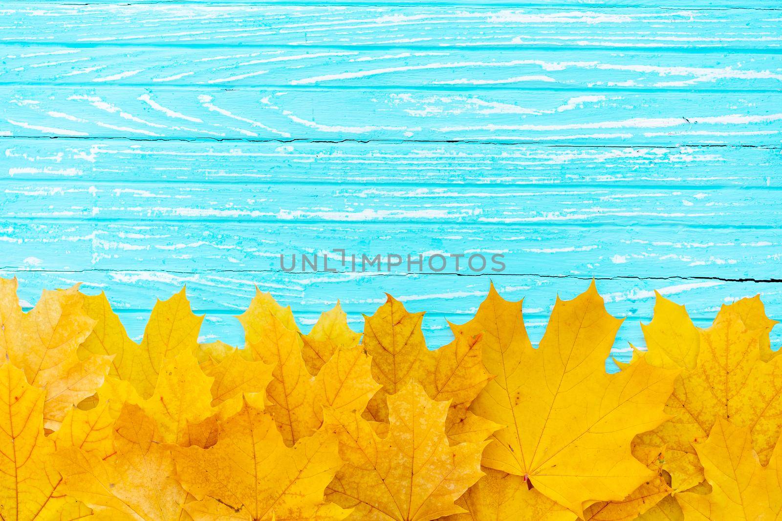 Autumn leaves frame on one down side wooden blue background top view Fall Border yellow and Orange Leaves vintage wood table Copy space. Mock up for your design. Display for product or text