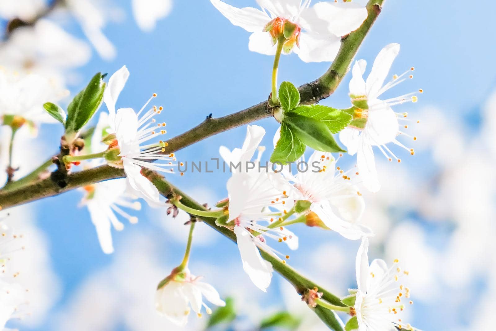 Floral beauty, dream garden and natural scenery concept - Cherry tree blossom and blue sky, white flowers as nature background